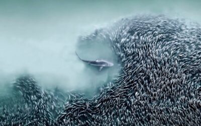 Ganadores del concurso de fotografía aérea internacional del año