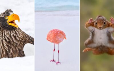 40 divertidas fotos finalistas Nikon Comedy Wildlife Awards 2025