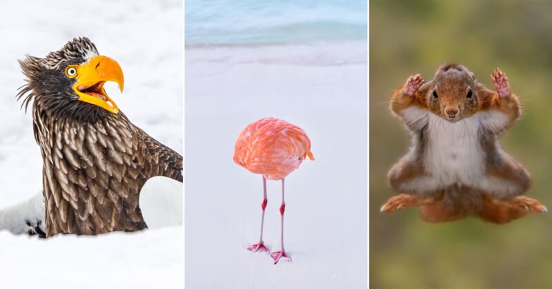 40 divertidas fotos finalistas Nikon Comedy Wildlife Awards 2025